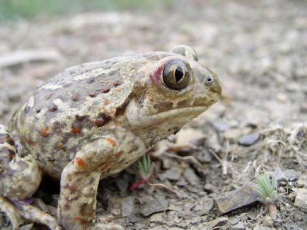 Fauna vertebrate din Crimeea