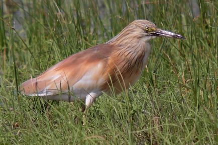 Fauna vertebrate din Crimeea