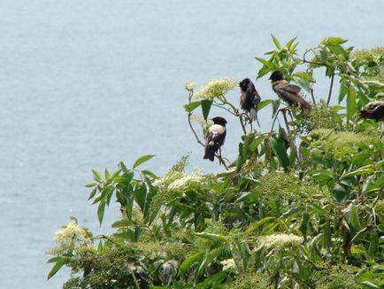 Fauna vertebrate din Crimeea