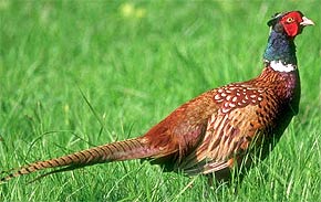 Fazanul comun, fazanul comun (phasianus colchicus), descrierea dimensiunii culorii penajului