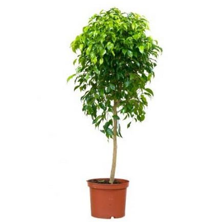 Ficus benjamina crește, transplantă, avea grijă de ea