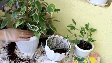 Ficus benjamina crește, transplantă, avea grijă de ea