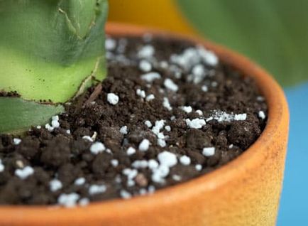 Ficus benjamina crește, transplantă, avea grijă de ea