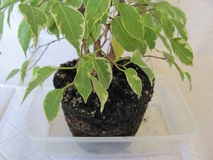 Ficus benjamina crește, transplantă, avea grijă de ea