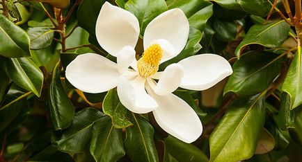 Ficus cauciuc, toate secretele de îngrijire