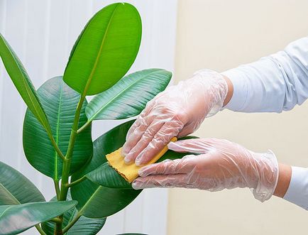 Ficus cauciuc, toate secretele de îngrijire