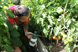 Фітофтора на помідорах - як боротися хімічні препарати і народні засоби, профілактика