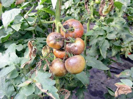 Phytophthora pe tomate - cum să combatem medicamentele chimice și remedii folclorice, prevenirea