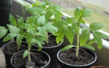 Phytophthora pe tomate - cum să combatem medicamentele chimice și remedii folclorice, prevenirea