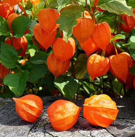 Physalis (55 fotografii) decorative, fructe de padure, crescând din semințe, îngrijire, numele plantei cu portocaliu