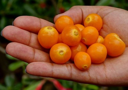 Physalis (55 fotó) dekoratív, bogyó, egyre nagyobb a mag, gondoskodás, név a növény narancssárga