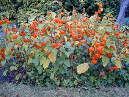 Physalis (55 fotó) dekoratív, bogyó, egyre nagyobb a mag, gondoskodás, név a növény narancssárga