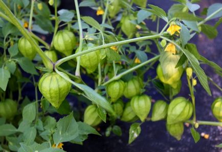 Physalis (55 fotó) dekoratív, bogyó, egyre nagyobb a mag, gondoskodás, név a növény narancssárga (köpenyt egres) Physalis (55 fotó) dekoratív, bogyó, egyre nagyobb a mag, gondoskodás, név a növény narancssárga