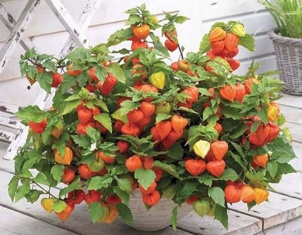 Physalis (55 fotografii) decorative, fructe de padure, crescând din semințe, îngrijire, numele plantei cu portocaliu