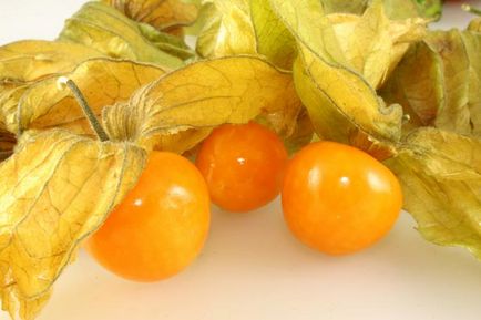 Physalis (55 fotó) dekoratív, bogyó, egyre nagyobb a mag, gondoskodás, név a növény narancssárga (bogyó) Physalis (55 fotó) dekoratív, bogyó, egyre nagyobb a mag, gondoskodás, név a növény narancssárga