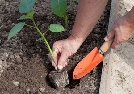 Physalis (55 fotó) dekoratív, bogyó, egyre nagyobb a mag, gondoskodás, név a növény narancssárga