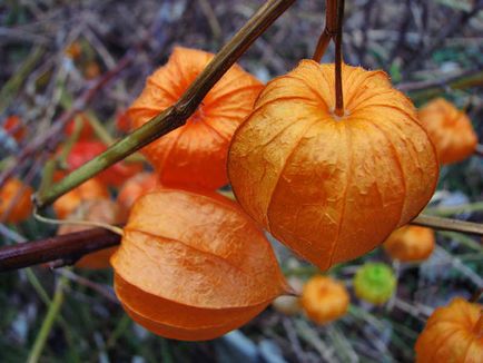 Physalis (55 fotografii) decorative, fructe de padure, crescând din semințe, îngrijire, numele plantei cu portocaliu