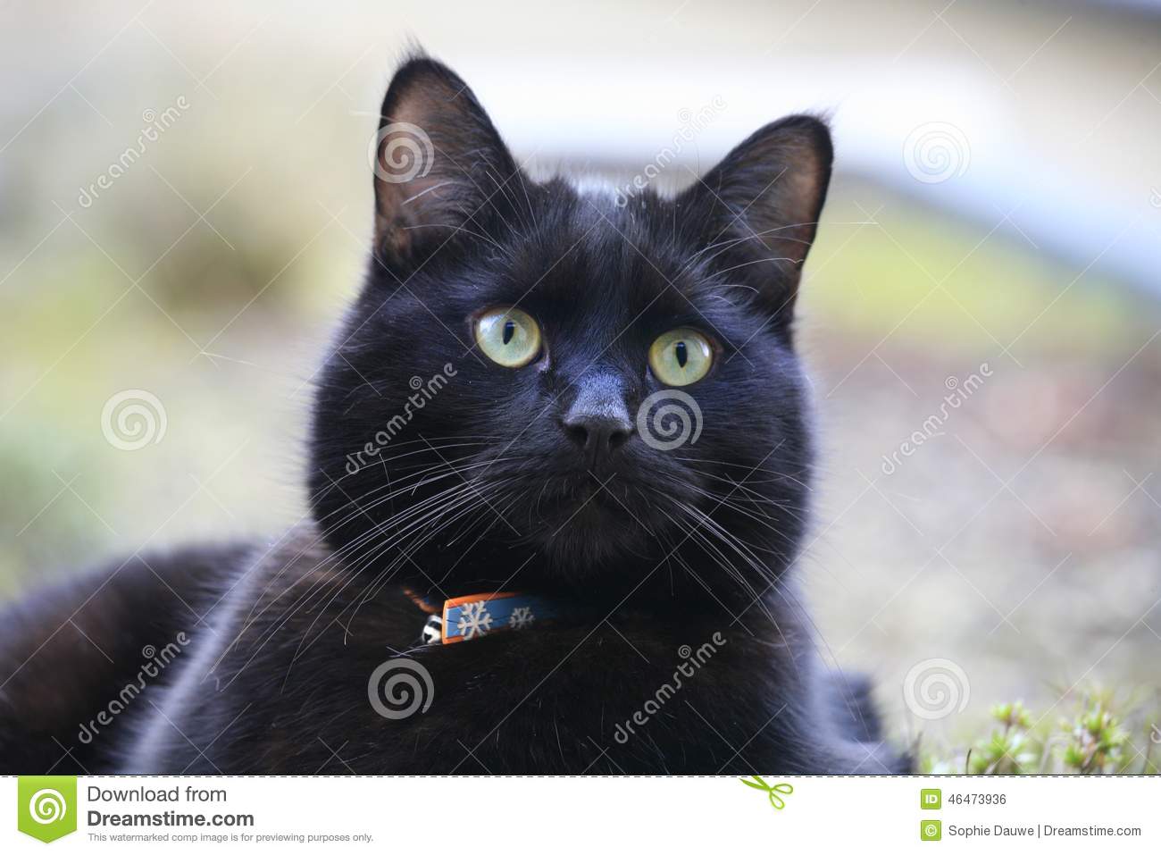 Fotó egy fekete macska, zöld szeme