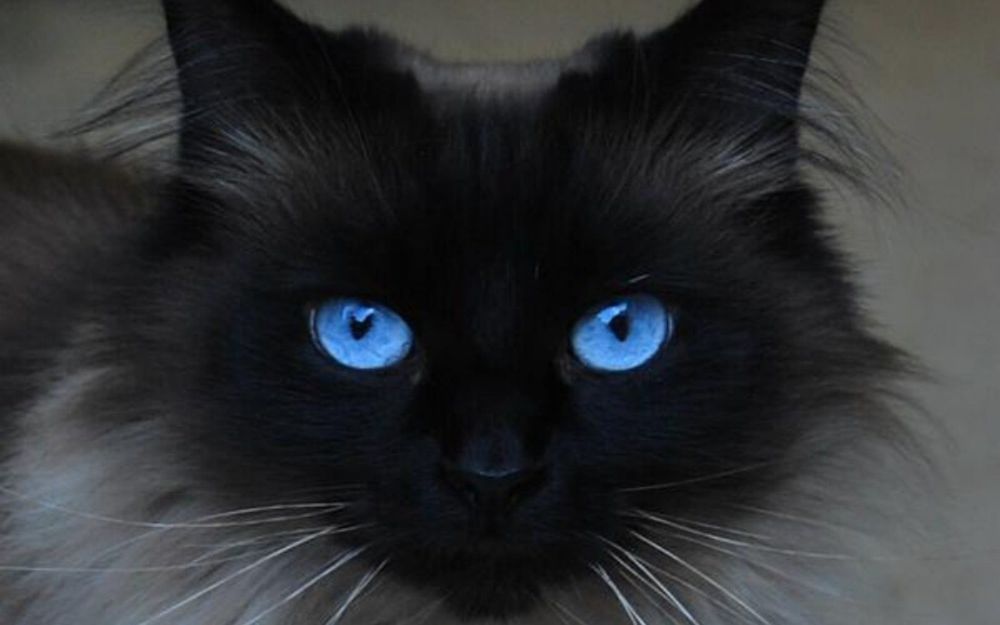 Фото чорного кота з зеленими очима