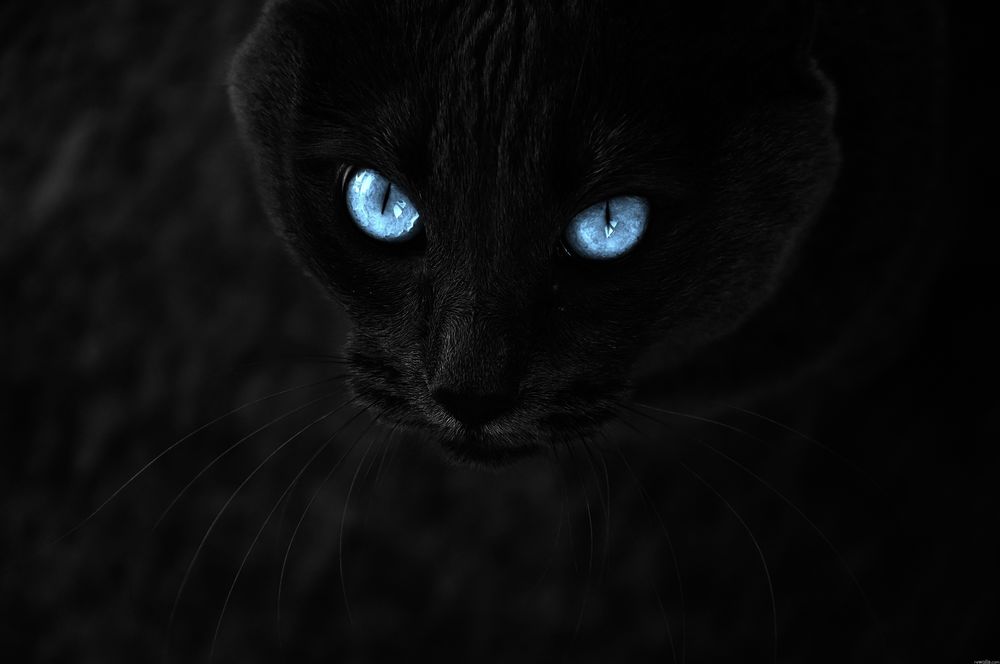 Fotó egy fekete macska, zöld szeme