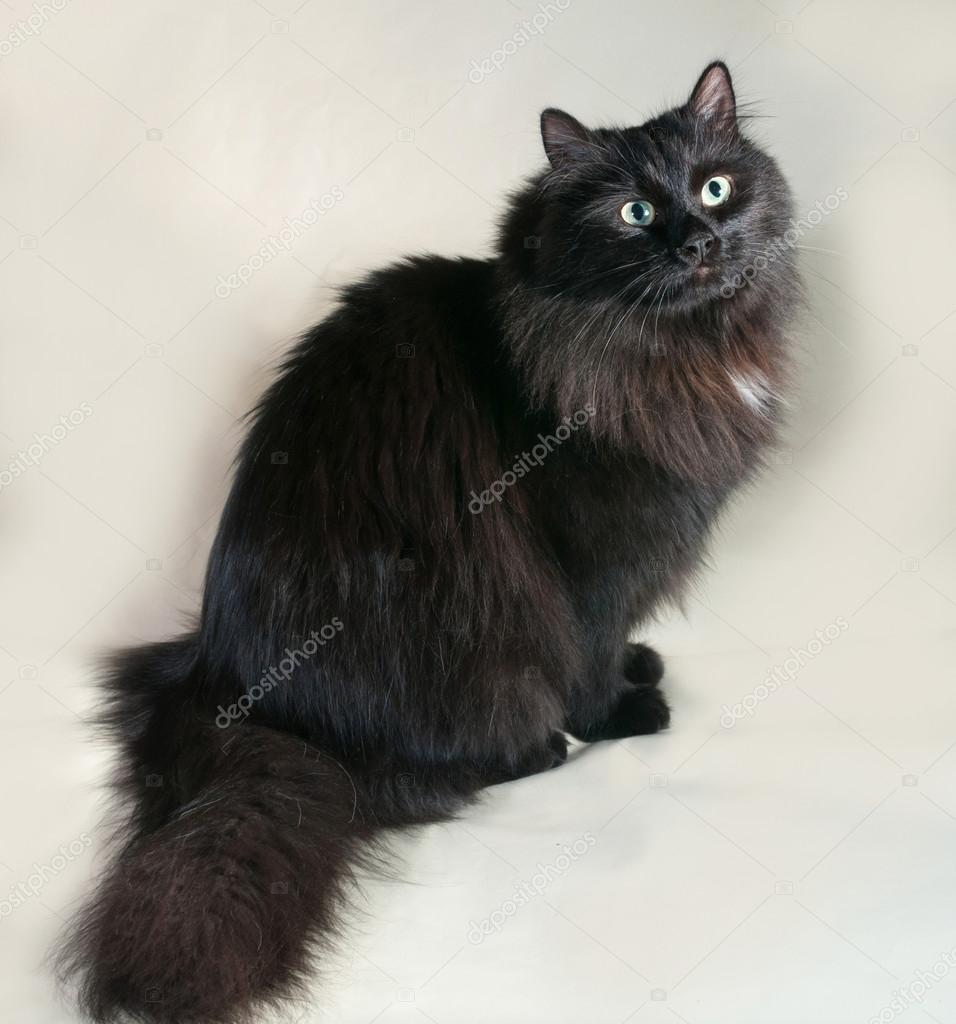 Фото чорного кота з зеленими очима