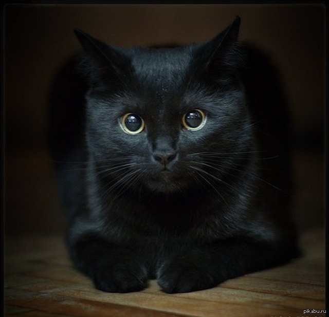 Fotografia unei pisici negre cu ochi verzi