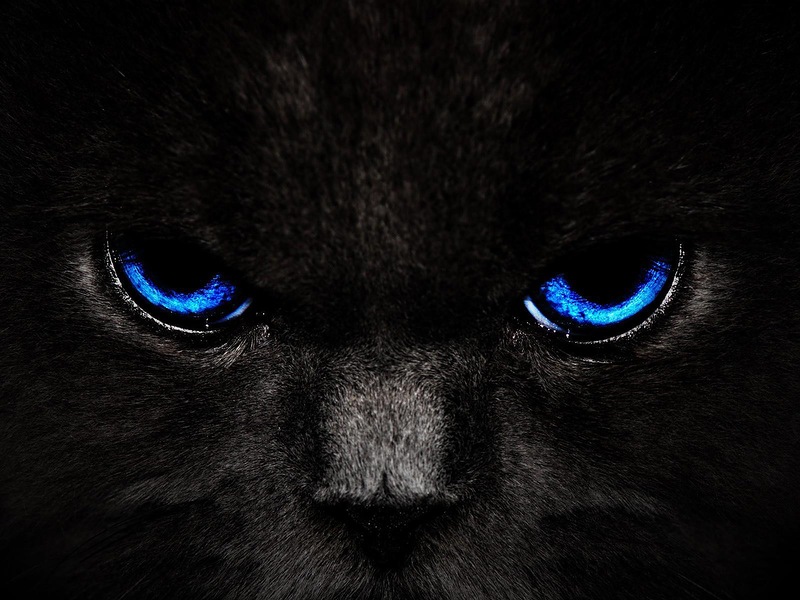 Fotografia unei pisici negre cu ochi verzi