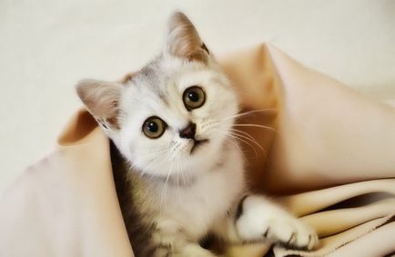 Fotografie de pisici Scottish Fold