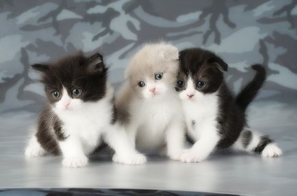 Fotografie de pisici Scottish Fold