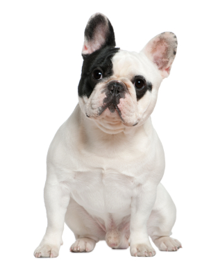 Francia bulldog - Breed leírás, fotó, videó, cikk