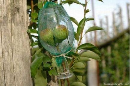 Fructe într-o sticlă - pentru a întruchipa ideea cu ușurință!