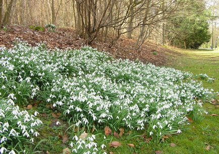 Galanthus - ninsori, idei frumoase pentru grădină