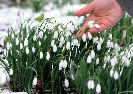 Galanthus - ninsori, idei frumoase pentru grădină