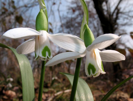 Galanthus - ninsori, idei frumoase pentru grădină