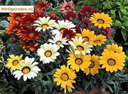 Gatsaniya (Gazania) választék, ültetés magok és dugványok