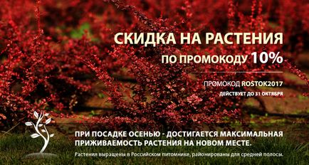 Газон з маргаритками 5 кг «зелений килим» - інтернет-магазин московські газони