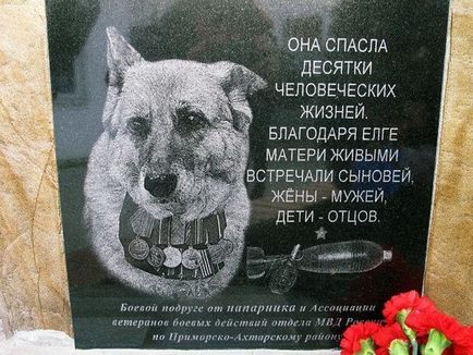 Hero kutya Elga mentette tucat életet, a jó cselekedetek (a kutya) Hero kutya Elga mentette tucat életet, a jó cselekedetek