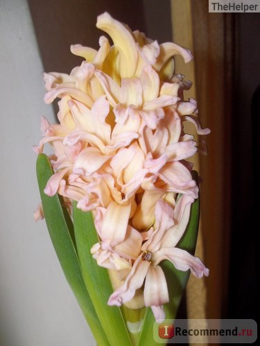 Hyacinths - 