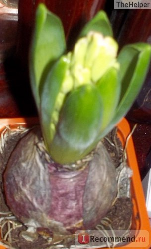 Hyacinths - 