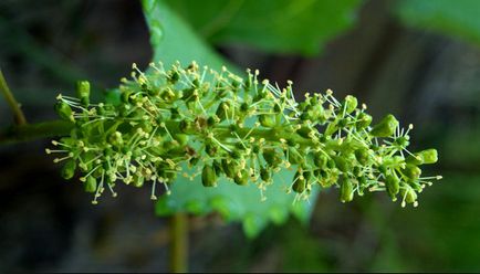 Gibberellinnel használati utasítást phytohormone szőlő