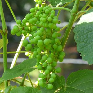Гіберелін - як використовувати для винограду, рецепт розчину