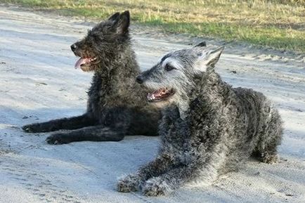 Câine ciobănesc olandez - Herder și Chapendus Descrierea câinilor, fotografii și prețul căței