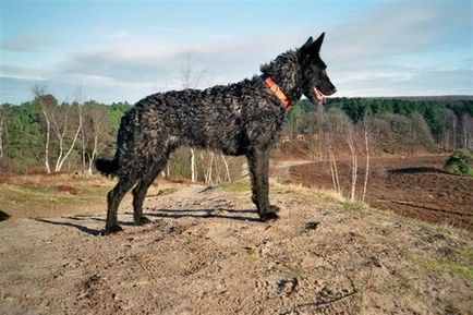 Câine ciobănesc olandez - Herder și Chapendus Descrierea câinilor, fotografii și prețul căței