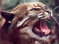 Voice of the cougar mp3 voce crescă puma (felis concolor) asculta download gratuit voce online voce