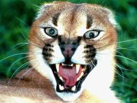 Voice of the cougar mp3 voce crescă puma (felis concolor) asculta download gratuit voce online voce