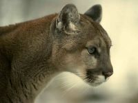 Voice of the cougar mp3 voce crescă puma (felis concolor) asculta download gratuit voce online voce