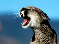 Voice of the cougar mp3 voce crescă puma (felis concolor) asculta download gratuit voce online voce