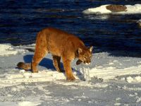 Voice of the cougar mp3 voce crescă puma (felis concolor) asculta download gratuit voce online voce