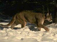 Voice of the cougar mp3 voce crescă puma (felis concolor) asculta download gratuit voce online voce
