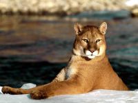 Voice of the cougar mp3 voce crescă puma (felis concolor) asculta download gratuit voce online voce